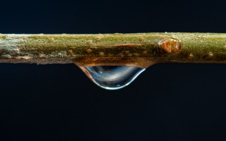 Water drop branch macro sunset - a drop of water free wallpaper