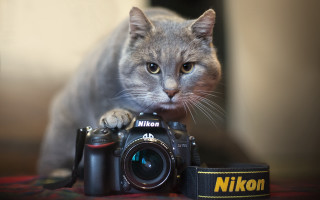 Cat camera strap camera side - a camera free wallpaper