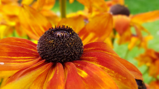 Flower bee closeup autumn bokeh - center piece free wallpaper