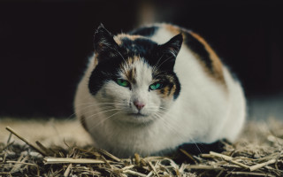 Black cat green eyes hay - beatrix potter free wallpaper