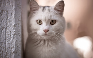 White cat sad look camera - a white cat free wallpaper