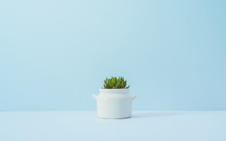 White pot green plant blue - minimalist free wallpaper