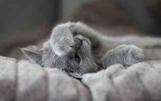 Curious cat laying on blanket - grey background free wallpaper
