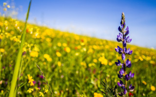 Flower field summer vibrancy blurry 3 - a field of flowers free wallpaper