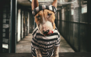 Dog striped shirt bandana shiba - striped free wallpaper
