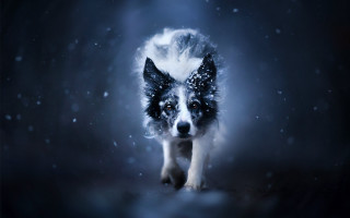 Dog snow night photorealistic aurora - elke vogelsang free wallpaper