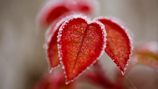 Red flower water droplets macro 6 - petal free wallpaper