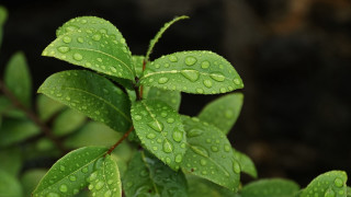 Green leaf water drops macro 9 - a green leaf free wallpaper