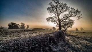 Tree sunset foggy sky matte - a foggy sky free wallpaper