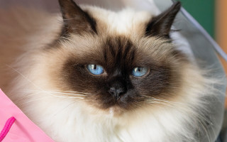 Cat blue eyes bag pink - a bag free wallpaper