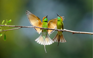 Birds wings spread flying branch - their wing free wallpaper