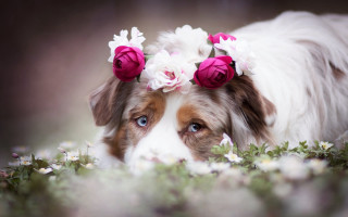Dog flowers hair laying blue - its mouth free wallpaper
