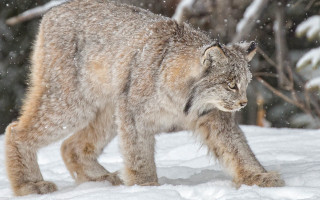 Lynx snowy woods night milkyway - sharp claw free wallpaper