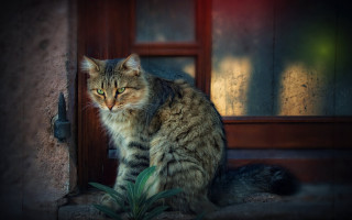 Cat sitting on step looking - the house free wallpaper