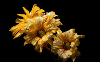 Yellow daisy sunflower vase flower - a vase free wallpaper