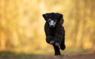 Black poodle woods blurry background - a blurry background of trees and grass free wallpaper