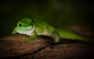 Green lizard branch dark blurry - a blurry background of the image free wallpaper