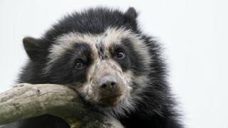 Black white bear holding branch - primitivism free wallpaper