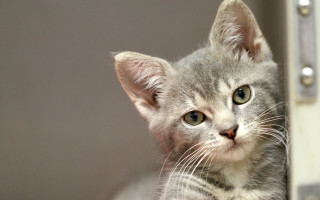 Small gray kitten sad look - a white wall behind free wallpaper