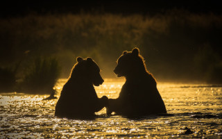 Bears water romanticism impressionist sunset - two bear free wallpaper
