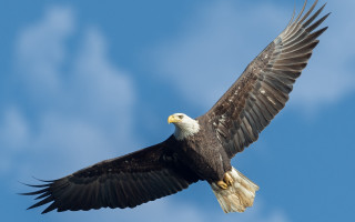 Bald eagle soaring wings spread - bald free wallpaper