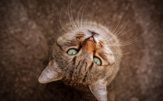 Cat blue eyes upward blurry - the air free wallpaper