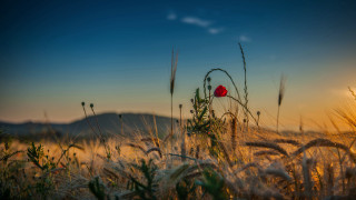 Red flower wheat sunset mountain - a mountain in the background free wallpaper for desktop