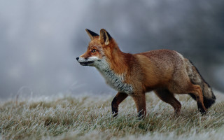 Red fox grass field wildlife - a gray sky in the background free wallpaper
