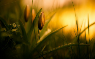 Flower grass closeup nature shallowdepth - shallow free wallpaper for desktop