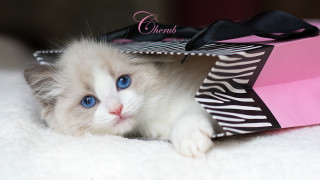 White kitten blue eyes pink - cheerful free wallpaper