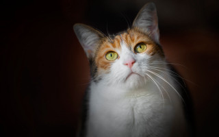 Black cat yellow eyes looking 7 - the distance free wallpaper