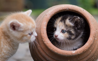 Kitten peeking claypot grass blueeyes - a kitten free wallpaper