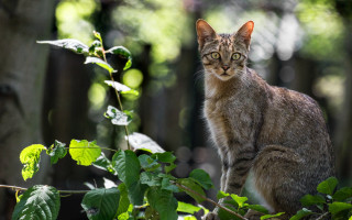 Curious cat on branch woods - curious free wallpaper