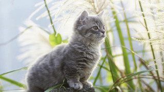 Kitten rock field blurry background - a rock in a field of grass free wallpaper