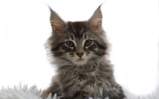 Kitten fluffy white blanket sad - a small kitten free wallpaper