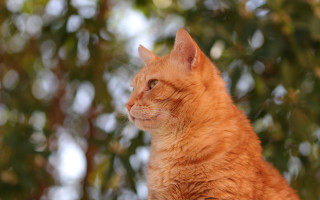 Cat tree bokeh depth christmas - a wooden table next free wallpaper