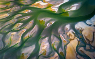 Tree green leaves sky water - branch and a sky background free wallpaper
