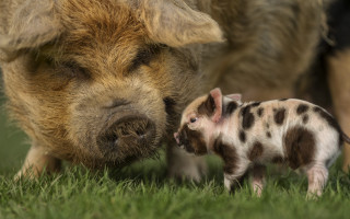 Pig pigling grass nature outdoors - a flemish baroque free wallpaper
