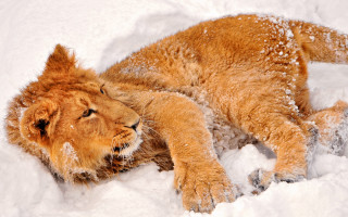 Lion snow resting closed eyes - its head on free wallpaper