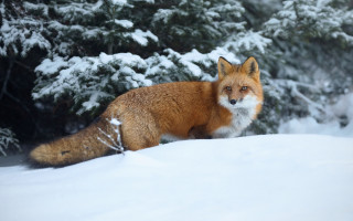 Fox snow winter forest nature - a blurry background of snow free wallpaper