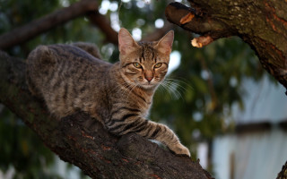 Cat branch bokeh nature blurry - neoplasticism free wallpaper