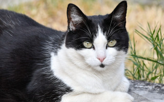 Black white cat rock green - cat free wallpaper