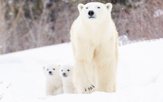 Polar bear cubs snow forest 2 - polar free wallpaper