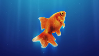 Goldfish blue water bubbles aurora - lostfish free wallpaper