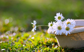 Basket daisies sunlight shoes bokeh - a basket free wallpaper