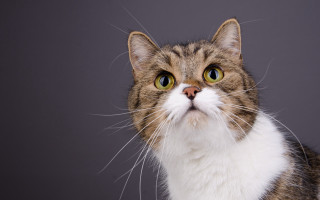 Cat surprised gray black gradient - a stock photo free wallpaper