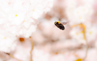 Bee flying away flower blurry - a blurry background of flowers free wallpaper