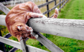 Cat fence stretching blurry outdoors - a stock photo free wallpaper