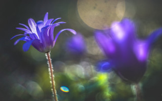 Purple flower butterfly glowing lens - a blurry background of trees and grass free wallpaper