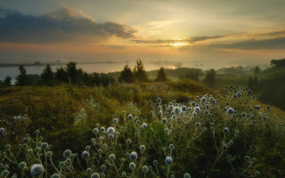 Dandelion field sunset clouds landscape - magic realism free wallpaper for desktop